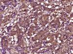 Phospho-RPS6KB1 (Thr412) Antibody in Immunohistochemistry (Paraffin) (IHC (P))