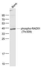 Phospho-RAD51 (Thr309) Antibody in Western Blot (WB)