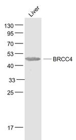BRCC45 Antibody in Western Blot (WB)