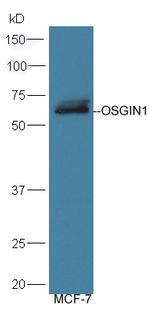 OSGIN1 Antibody in Western Blot (WB)