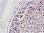 CIAPIN1 Antibody in Immunohistochemistry (Paraffin) (IHC (P))