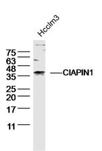 CIAPIN1 Antibody in Western Blot (WB)