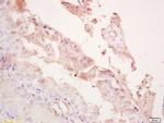 LOXL4 Antibody in Immunohistochemistry (Paraffin) (IHC (P))