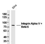 Integrin Alpha V + Beta 6 Antibody in Western Blot (WB)