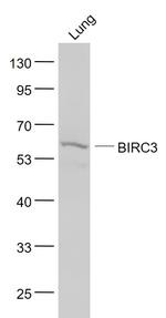 API2 Antibody in Western Blot (WB)