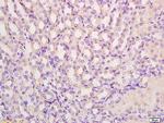 PRODH Antibody in Immunohistochemistry (Paraffin) (IHC (P))