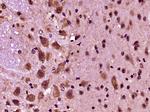 PRODH Antibody in Immunohistochemistry (Paraffin) (IHC (P))