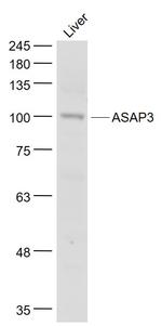 ASAP3 Antibody in Western Blot (WB)