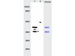 MIIP Antibody in Western Blot (WB)