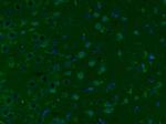 KLK8 Antibody in Immunohistochemistry (Paraffin) (IHC (P))