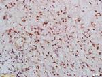 KLK8 Antibody in Immunohistochemistry (Paraffin) (IHC (P))