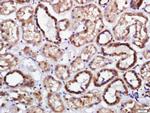 Endomucin Antibody in Immunohistochemistry (Paraffin) (IHC (P))