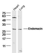 Endomucin Antibody in Western Blot (WB)