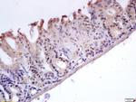 GADD45B Antibody in Immunohistochemistry (Paraffin) (IHC (P))