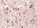 GADD45B Antibody in Immunohistochemistry (Paraffin) (IHC (P))