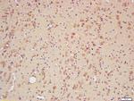 CYPA Antibody in Immunohistochemistry (Paraffin) (IHC (P))
