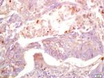MAS1L Antibody in Immunohistochemistry (Paraffin) (IHC (P))