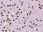 KLHL7 Antibody in Immunohistochemistry (Paraffin) (IHC (P))