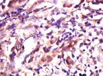 PBOV1 Antibody in Immunohistochemistry (Paraffin) (IHC (P))