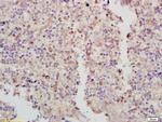 RASA3 Antibody in Immunohistochemistry (Paraffin) (IHC (P))