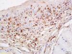 RASA3 Antibody in Immunohistochemistry (Paraffin) (IHC (P))