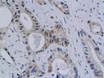Styk1 Antibody in Immunohistochemistry (Paraffin) (IHC (P))