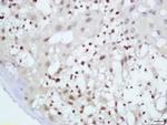 c-Maf Antibody in Immunohistochemistry (Paraffin) (IHC (P))