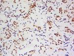 AARE Antibody in Immunohistochemistry (Paraffin) (IHC (P))