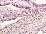 AIM2 Antibody in Immunohistochemistry (Paraffin) (IHC (P))