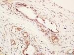 ARMCX1 Antibody in Immunohistochemistry (Paraffin) (IHC (P))