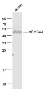 ARMCX3 Antibody in Western Blot (WB)