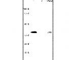 HSP40 homolog Antibody in Western Blot (WB)