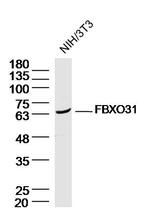 FBXO31 Antibody in Western Blot (WB)