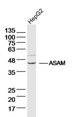 ASAM Antibody in Western Blot (WB)