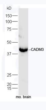 CADM3 Antibody in Western Blot (WB)