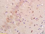 Contactin 3 Antibody in Immunohistochemistry (Paraffin) (IHC (P))