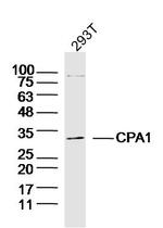 CPA1 Antibody in Western Blot (WB)