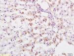 Lysosomal Protective protein Antibody in Immunohistochemistry (Paraffin) (IHC (P))