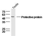 Lysosomal Protective protein Antibody in Western Blot (WB)