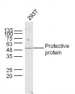 Lysosomal Protective protein Antibody in Western Blot (WB)