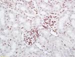 PRMT6 Antibody in Immunohistochemistry (Paraffin) (IHC (P))