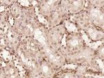 PRMT6 Antibody in Immunohistochemistry (Paraffin) (IHC (P))