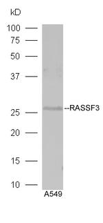 RASSF3 Antibody in Western Blot (WB)