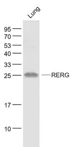 RERG Antibody in Western Blot (WB)
