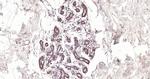 PDLIM4 Antibody in Immunohistochemistry (Paraffin) (IHC (P))