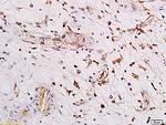 Rho GTPase activating protein 29 Antibody in Immunohistochemistry (Paraffin) (IHC (P))