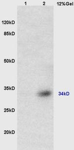 TUSC3 Antibody in Western Blot (WB)