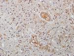 WNT2 Antibody in Immunohistochemistry (Paraffin) (IHC (P))
