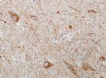 WNT2 Antibody in Immunohistochemistry (Paraffin) (IHC (P))