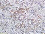 GNAQ Antibody in Immunohistochemistry (Paraffin) (IHC (P))